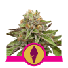 (image for) Green Gelato Feminised Seeds