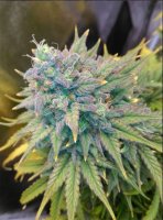 Gold Glue Auto Feminisiert Saatgut