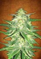 Lemon AK Auto Feminised Seeds