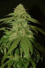 (Bild für) Holy Grail Kush Feminised Seeds