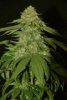 (Bild für) Holy Grail Kush Feminised Seeds