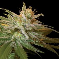 Kushberry Feminised Seeds