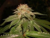 L.A. Confidential Feminised Seeds