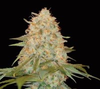 LA Chocolat Feminised Seeds