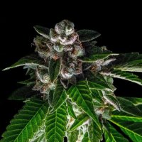 Bakers Delight Feminised Seeds (Sorbet Collection)