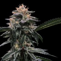 Banana Sorbet Feminised Seeds (Sorbet Collection)