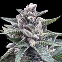 Kosher Sorbet Feminised Seeds (Sorbet Collection)