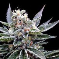 Florida Gold Feminised Seeds