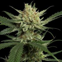 Strawberry Banana Feminised Seeds