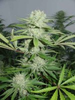 Cannalope Haze Feminised Seeds