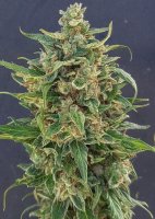 Triple XXL Auto Feminised Seeds