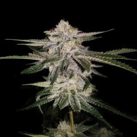 Miss DNA (Formerly Miss USA) Feminised Seeds