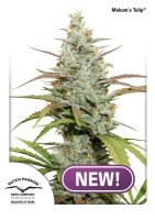 Mokum'S Tulip Feminised Seeds
