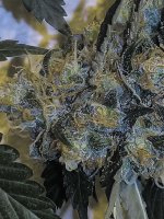 Banana Sherbet X Chocolate Regular Seeds