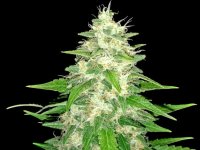 Gorilla Glue #4 Feminised Seeds