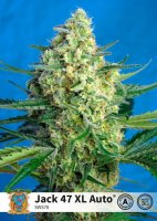 Jack 47 XL Auto Feminised Seeds