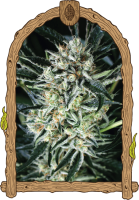 Jelly Bananas Feminised Seeds