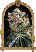 Malasaña Cookies Feminised Seeds