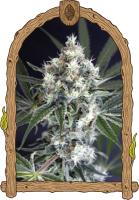 Medxotic Pure CBD Feminised Seeds