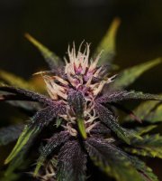 Purplediol CBD Auto Feminised Seeds
