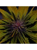 Dark Rose CBD Auto Feminised Seeds