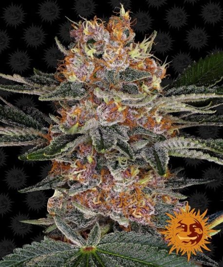 (image for) Purple Punch Auto Feminised Seeds - 5