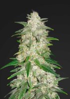 Gelato Auto Feminised Seeds