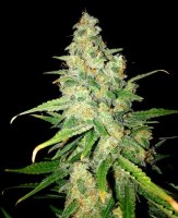 Zkittlez Feminised Seeds