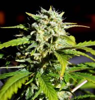 Super Lemon Haze Feminised Seeds