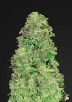 CBD 20:1 Auto Feminised Seeds