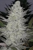 Pineapple Dynamite Limited Edition Regular Seeds