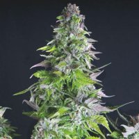 Romulan Feminised Seeds