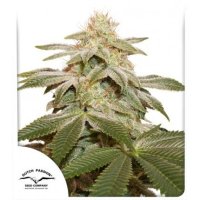 Sugar Bomb Punch Feminised Seeds
