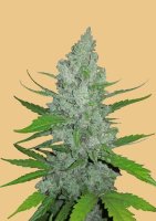 Original Sour Diesel Auto Feminised Seeds