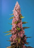 Red Hot Cookies Feminised Seeds
