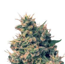 Guawi Regular Seeds - 10
