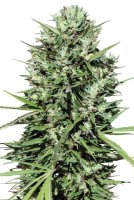 Morocco Beldia Kif Feminised Seeds
