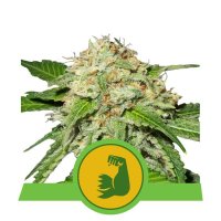 (Bild für) HulkBerry Auto Feminised Seeds