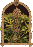 Strawberry Cola Auto Feminised Seeds