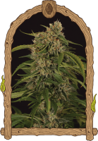 Sir Jack Pure CBD Auto Feminised Seeds