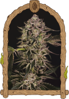 Quick Sherbet Feminised Seeds
