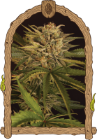 Dr. Greenman Pure CBD Feminised Seeds