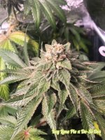 Key Lime Pie X Do-Si-Dos Feminised Seeds (Limited Edition)