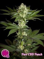 Pure CBD Punch Feminised Seeds