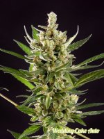 Wedding Cake Auto Feminised Seeds