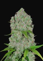 Orange Sherbet Auto Feminised Seeds