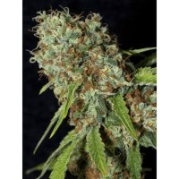 Jamaican Dream CBD Feminised Seeds