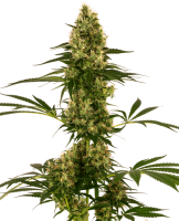 (Bild für) Blue Bullet Auto Feminised Seeds