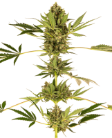 (Bild für) Himalayan CBD Feminised Seeds