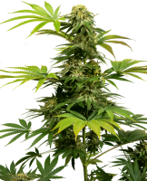 Black Harlequin CBD Feminised Seeds